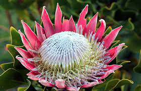 Protea Research