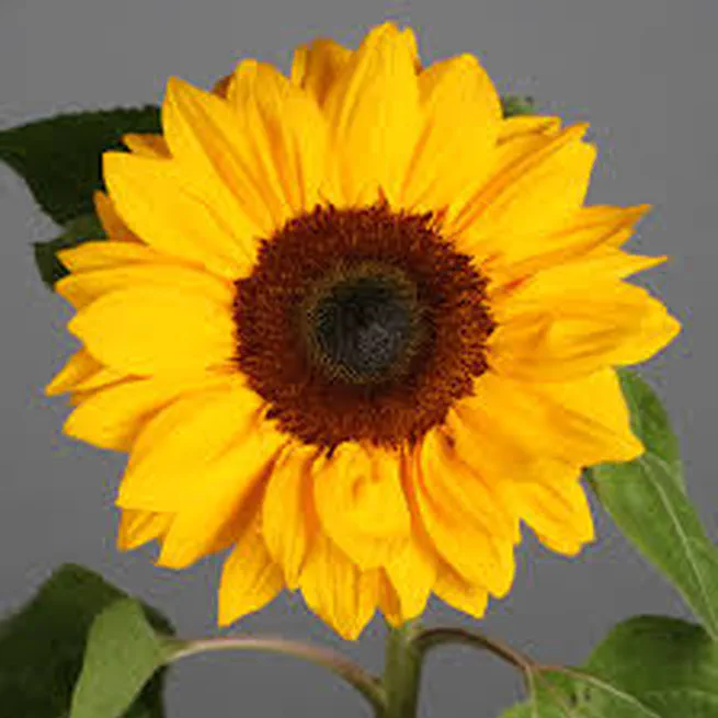 Sunflower Research