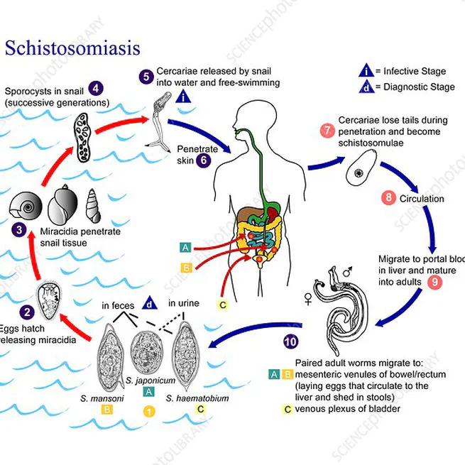 Parasitic Worm Research